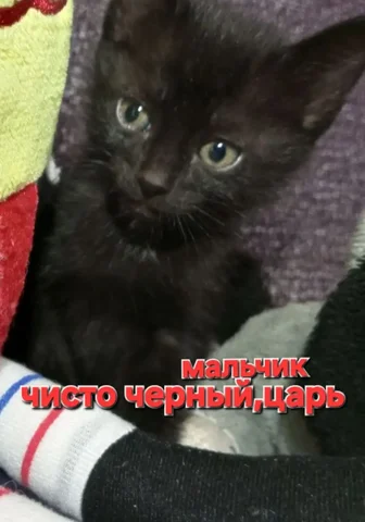 Котенок черный нужен дом - Кошки в Братск