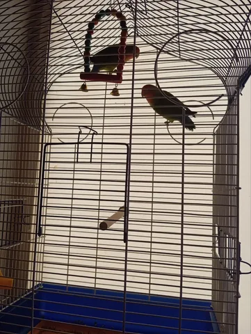 Продажа пары попугаев неразлучников с клеткой - частное объявление в Братск