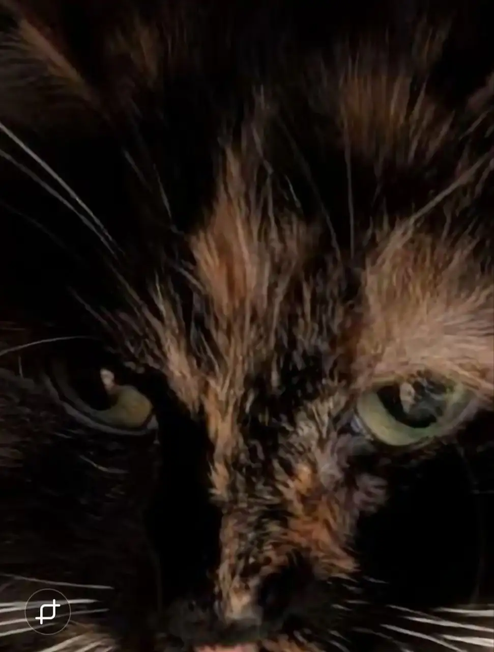 Трехцветная стерилизованная кошка ищет дом - Кошки (Животные) в Братск