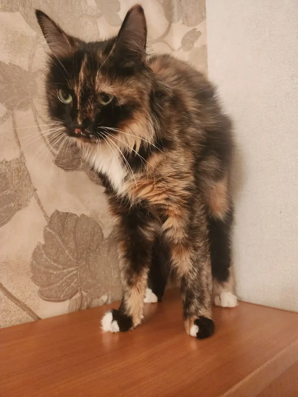 Трехцветная стерилизованная кошка ищет дом - Кошки (Животные) в Братск