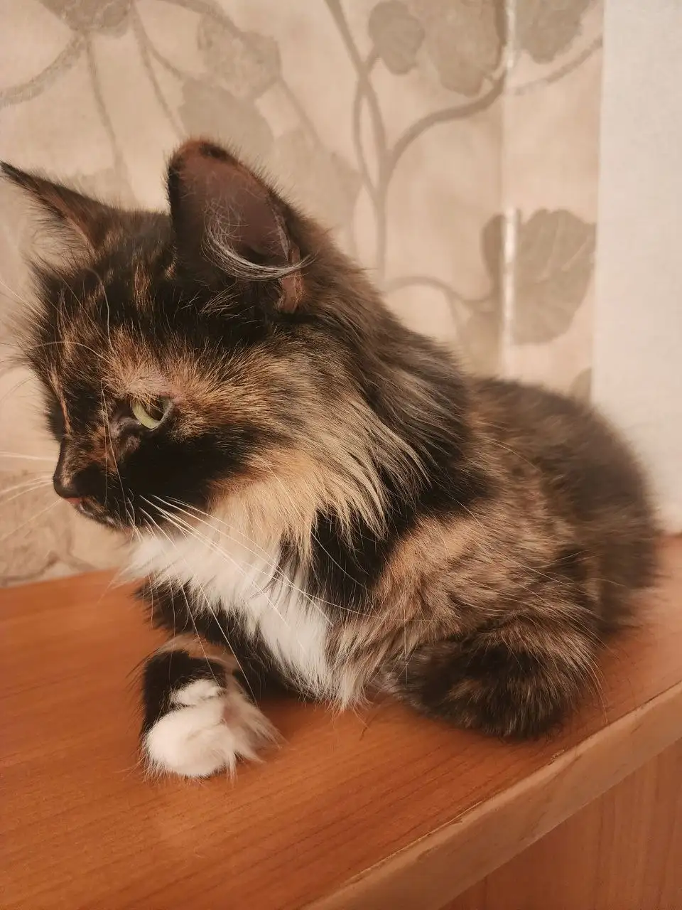 Трехцветная стерилизованная кошка ищет дом - Кошки (Животные) в Братск