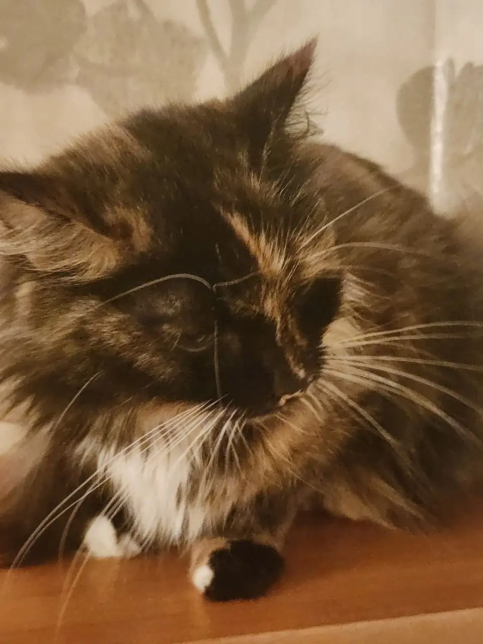 Трехцветная стерилизованная кошка ищет дом - Кошки (Животные) в Братск