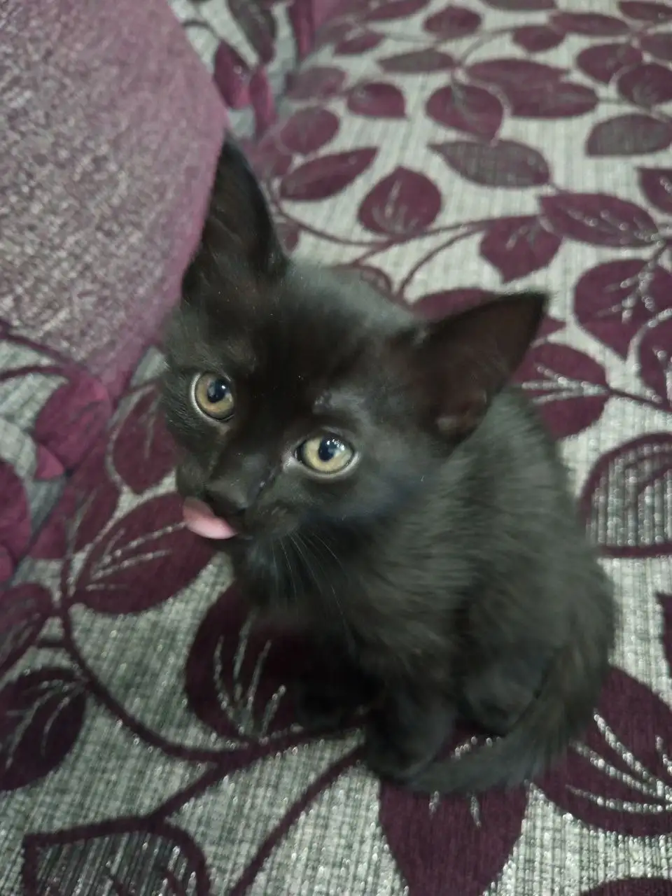 Ищем дом для месячного котенка мальчика - Кошки (Животные) в Братск