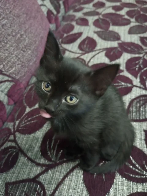 Ищем дом для месячного котенка мальчика - Кошки в Братск