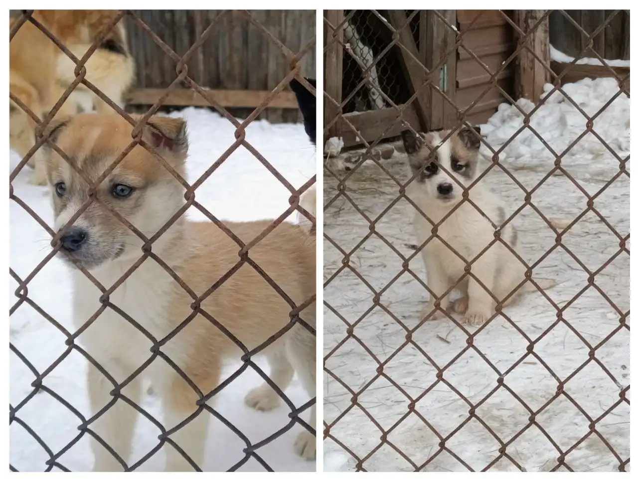 Продажа щенков восточно-сибирской лайки - Собаки (Животные) в Братск