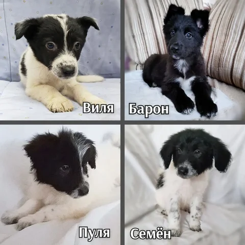 Щенки в поисках дома - Собаки в Братск