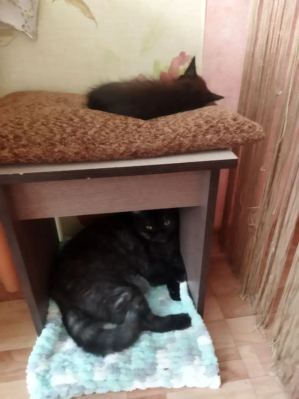 Ищет семью активная собака в Братске - Собаки (Животные) в Братск