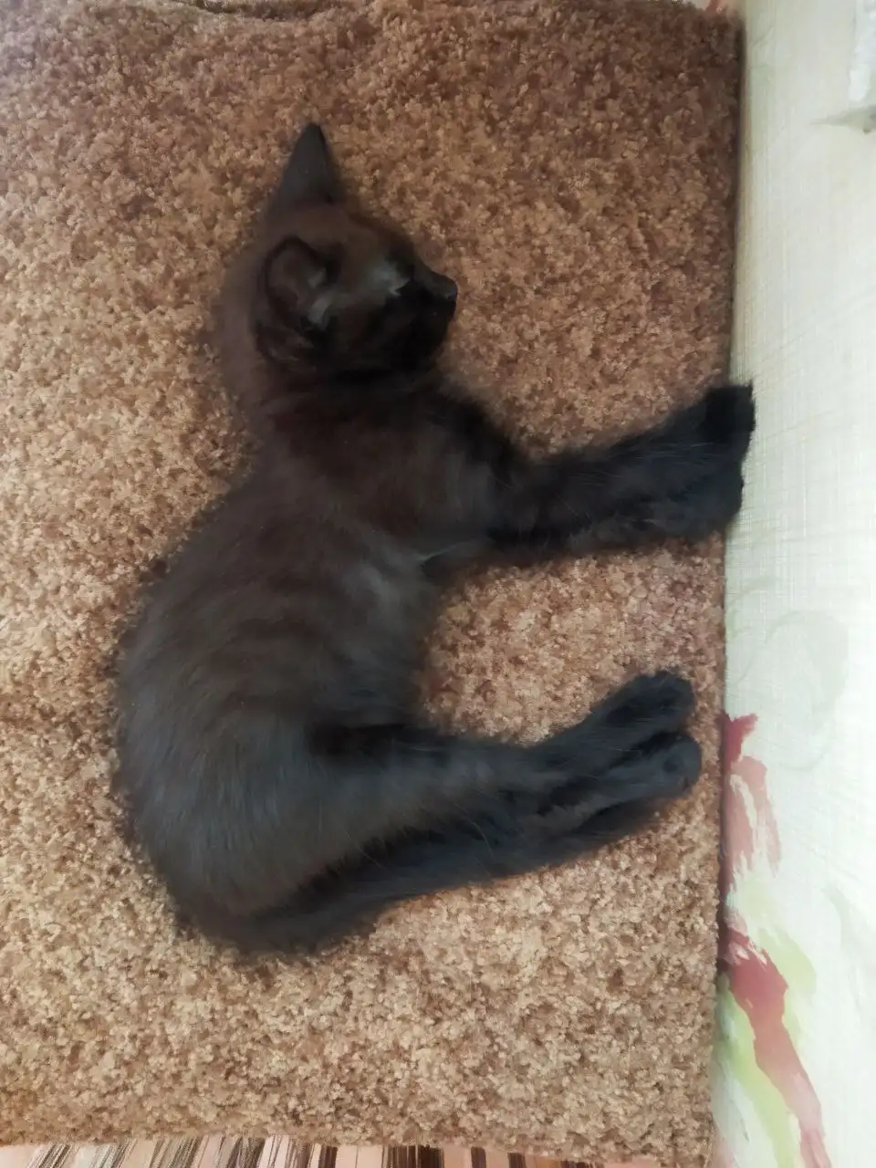 Ищет семью активная собака в Братске - Собаки (Животные) в Братск