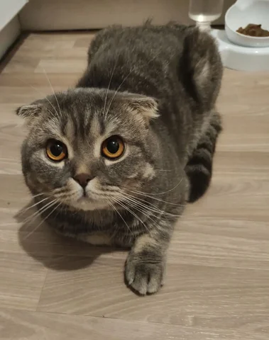 Срочный пристрой шотландского котика 9 месяцев - Кошки в Братск