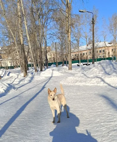 Белый молодой пёсик ищет дом в Братске - Собаки в Братск