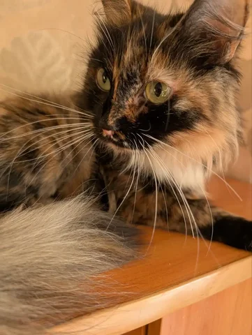 Кошечка ищет семью в Братске - частное объявление в Братск