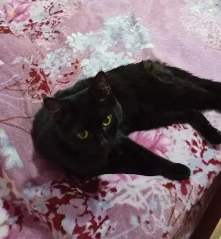 Котенок ищет новых хозяев - частное объявление в Братск