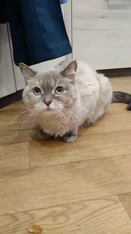 Кошка для передержки в Братске - Кошки в Братск