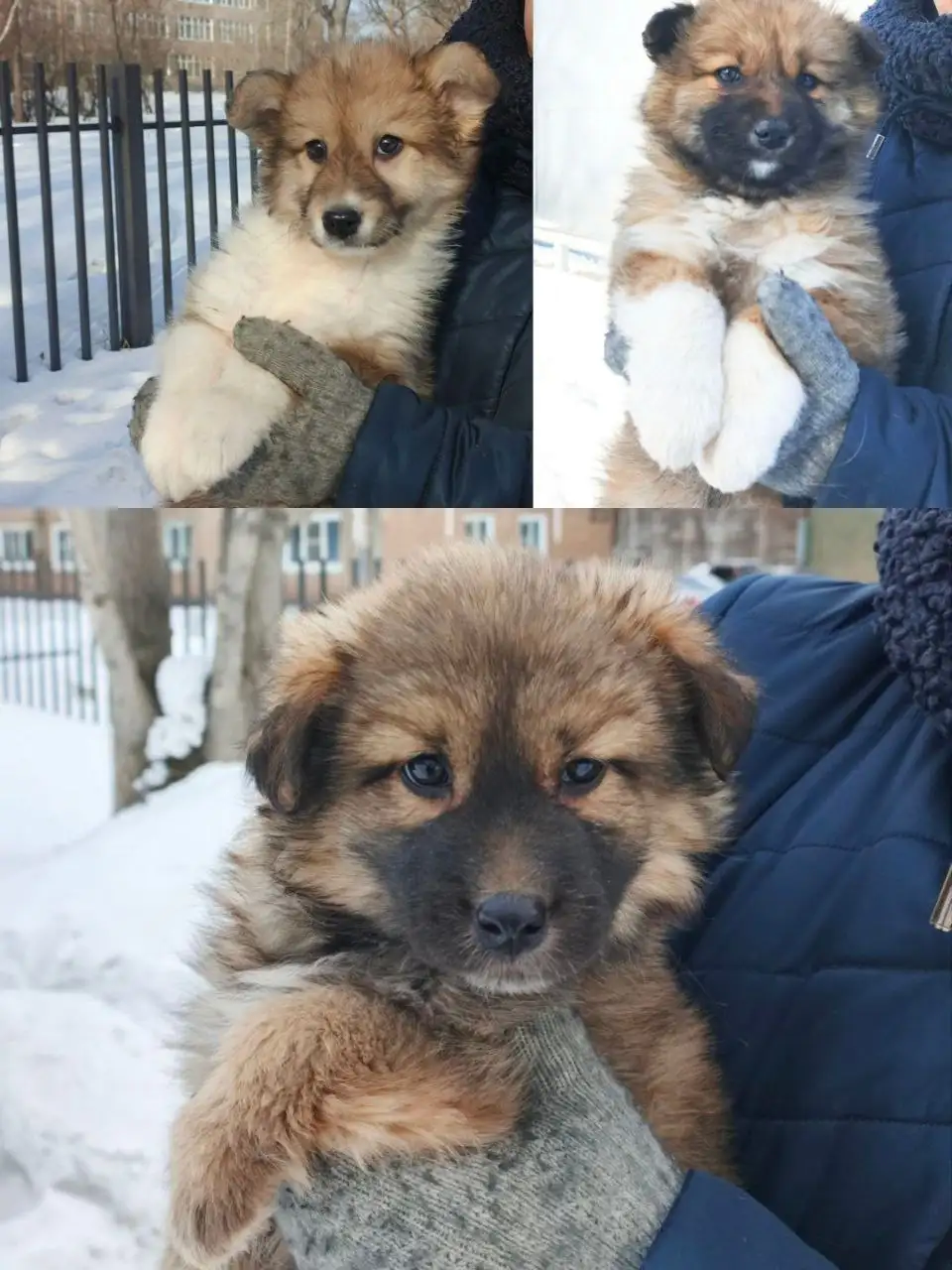 Три пушистые малышки ищут семью - Кошки (Животные) в Братск