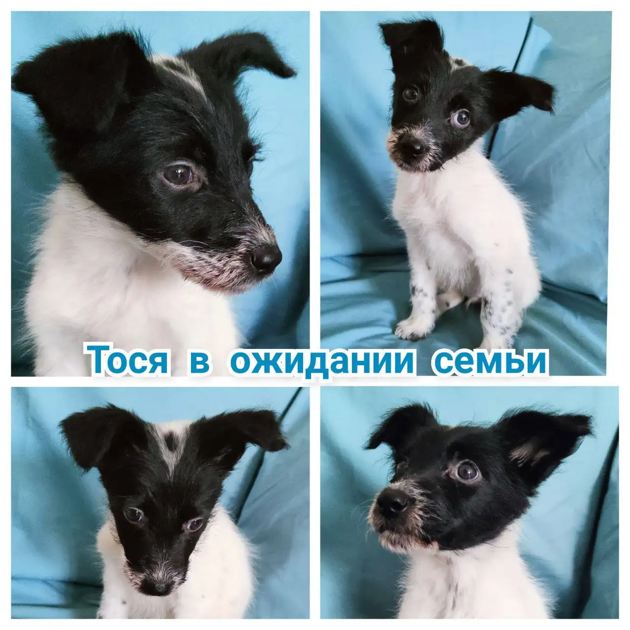 Щенок с необычным окрасом из приюта - Собаки (Животные) в Братск