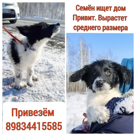 Продажа щенка в Братске - Потерянные животные в Братск