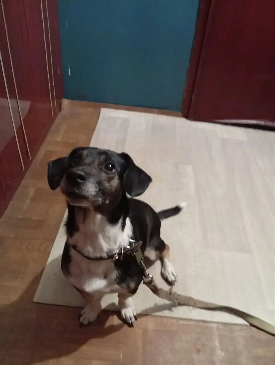 Потерянная собака в подъезде на ул. Крупской - Собаки (Животные) в Братск