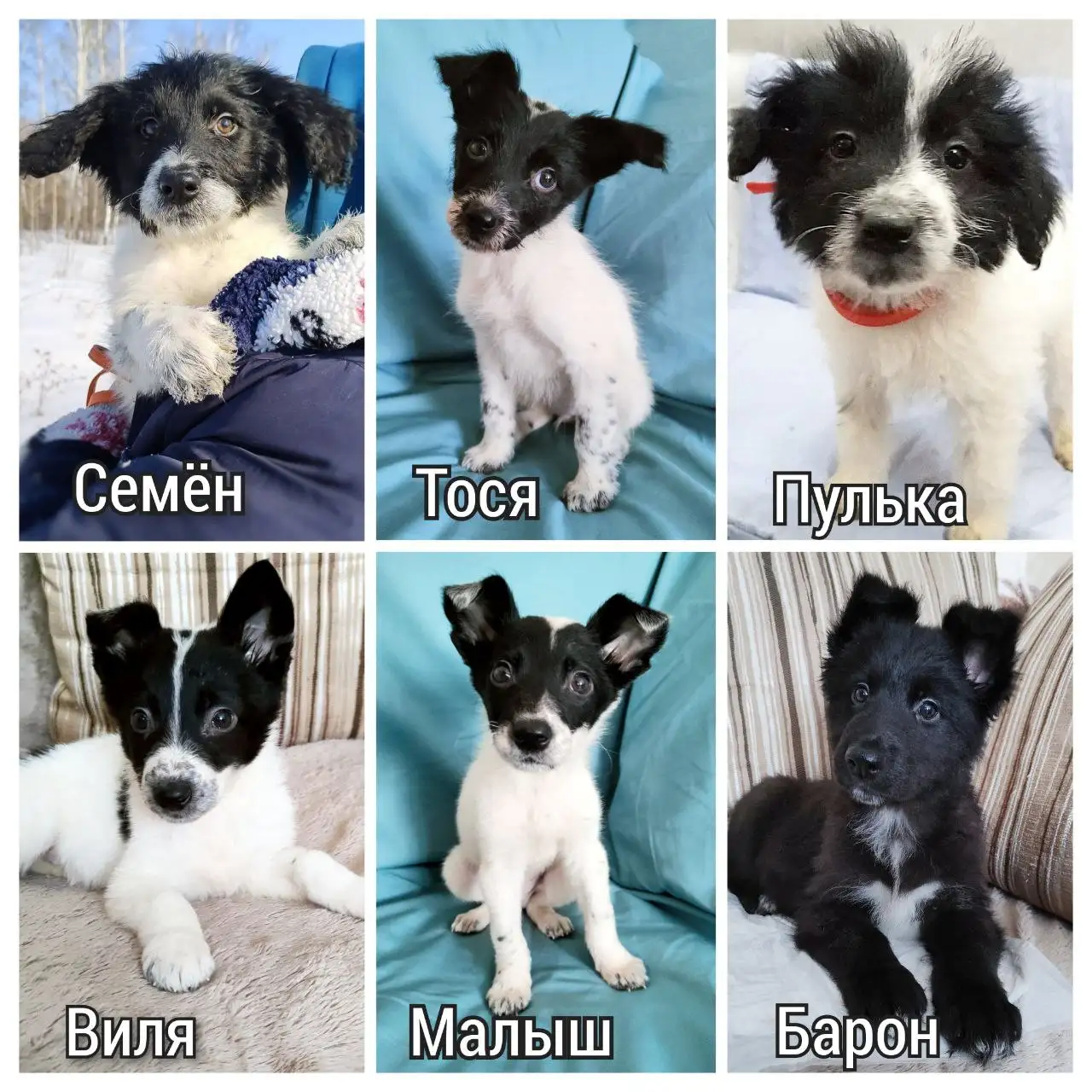 Щенки в добрые руки из приюта - Собаки (Животные) в Братск