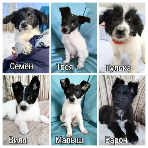 Щенки в добрые руки из приюта - Потерянные животные в Братск