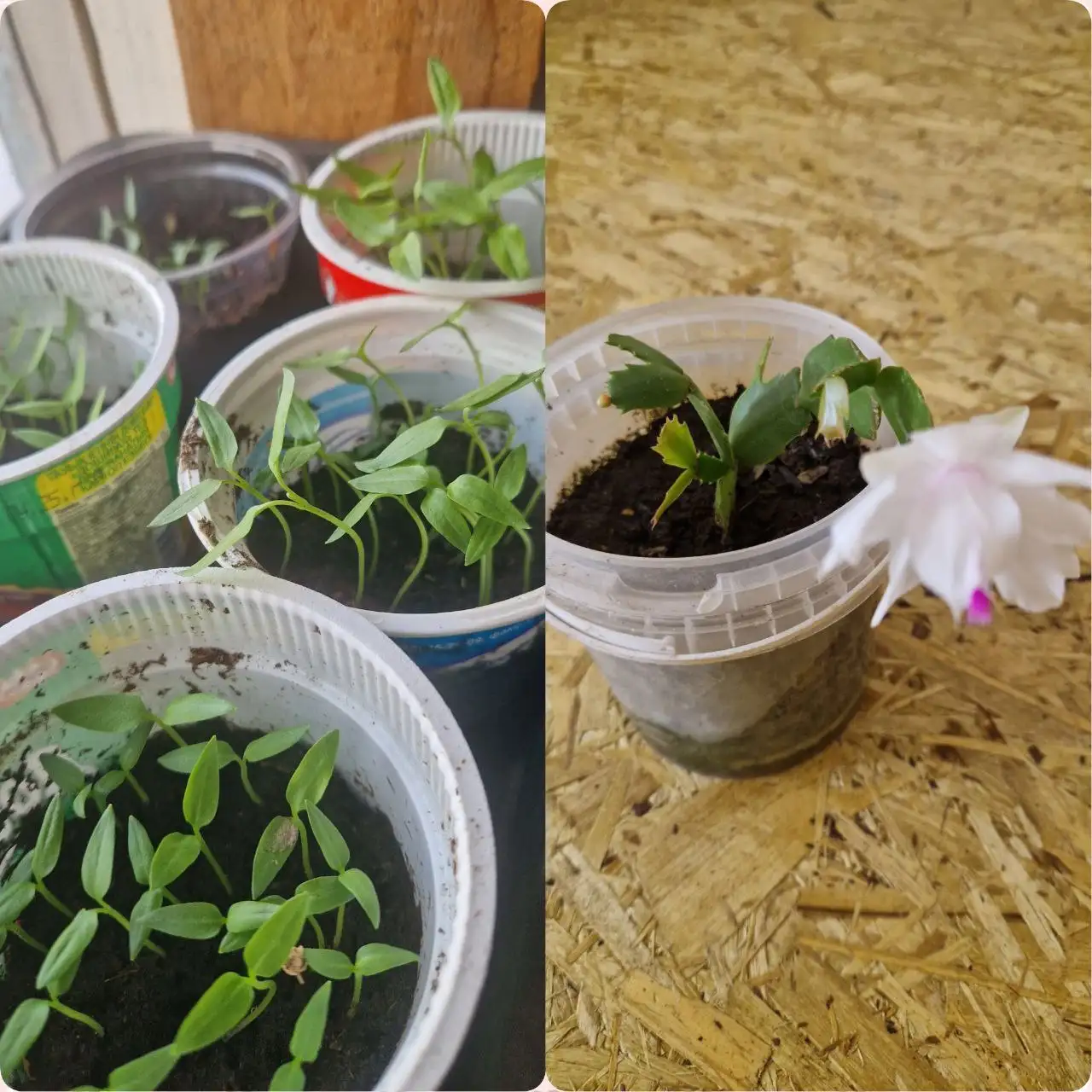 Рассада перца и декабриста в Братске - Растения (Хобби и отдых) в Братск