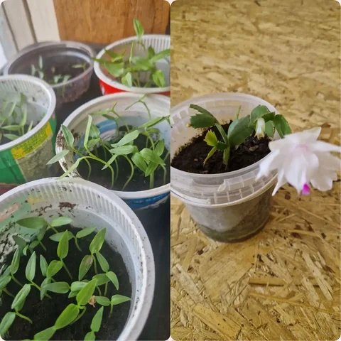 Рассада перца и декабриста в Братске - Цветы в Братск