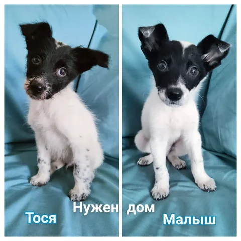 Щенки из приюта в Братске - Потерянные животные в Братск