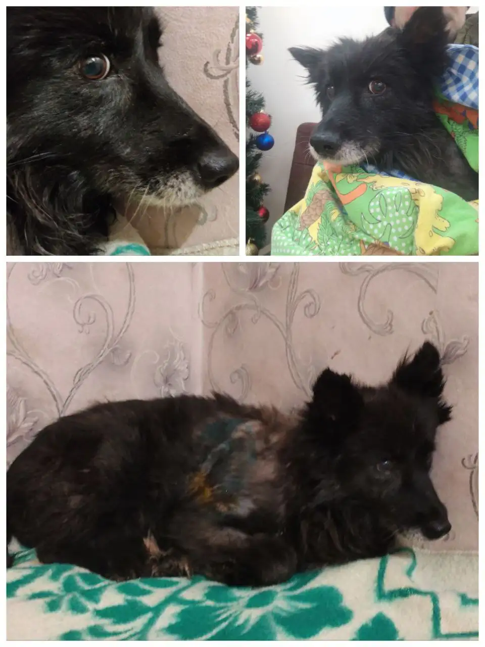 Пропала собака Туся (Ночка) возле клиники Денисовых - Потерянные животные (Животные) в Братск