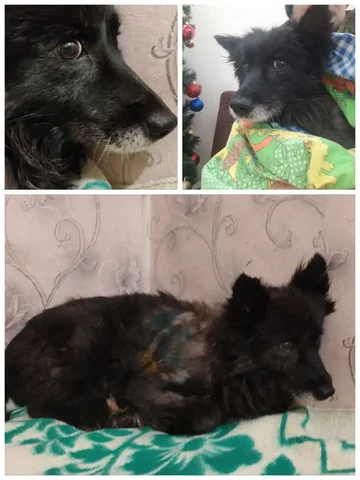 Пропала собака Туся (Ночка) возле клиники Денисовых - Потерянные животные в Братск