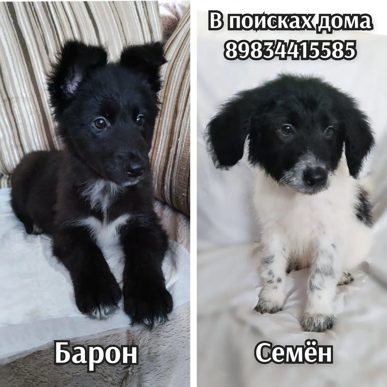 Щенки среднего размера - Собаки (Животные) в Братск