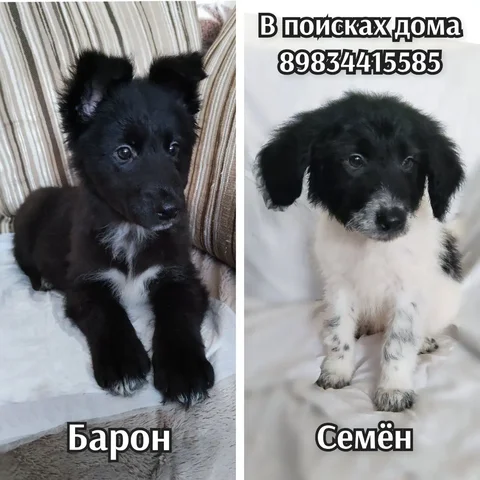 Щенки среднего размера - Потерянные животные в Братск