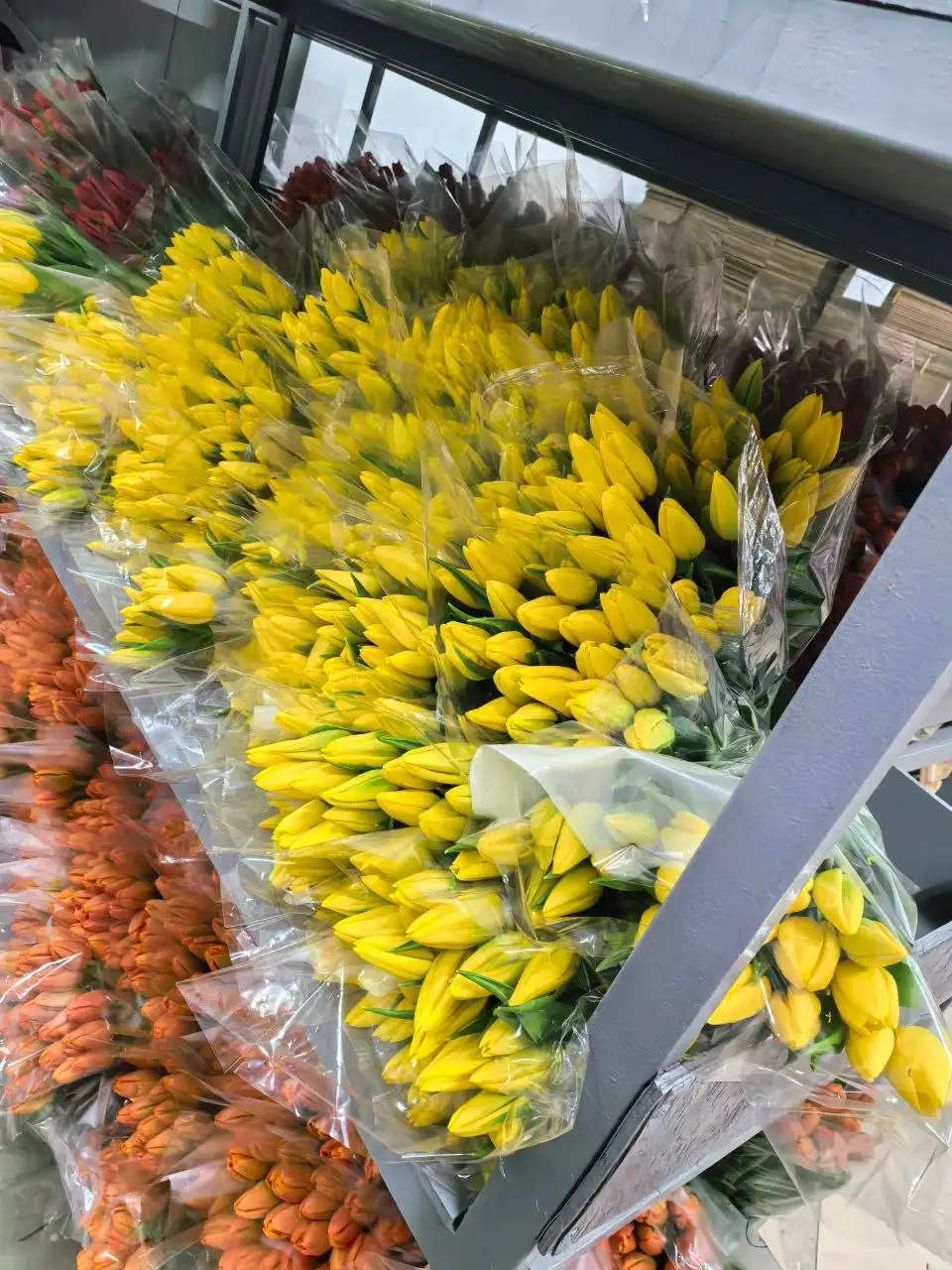 Красивые и крупные тюльпаны с мимозой на 6,7,8 марта - Цветы (Хобби и отдых) в Братск