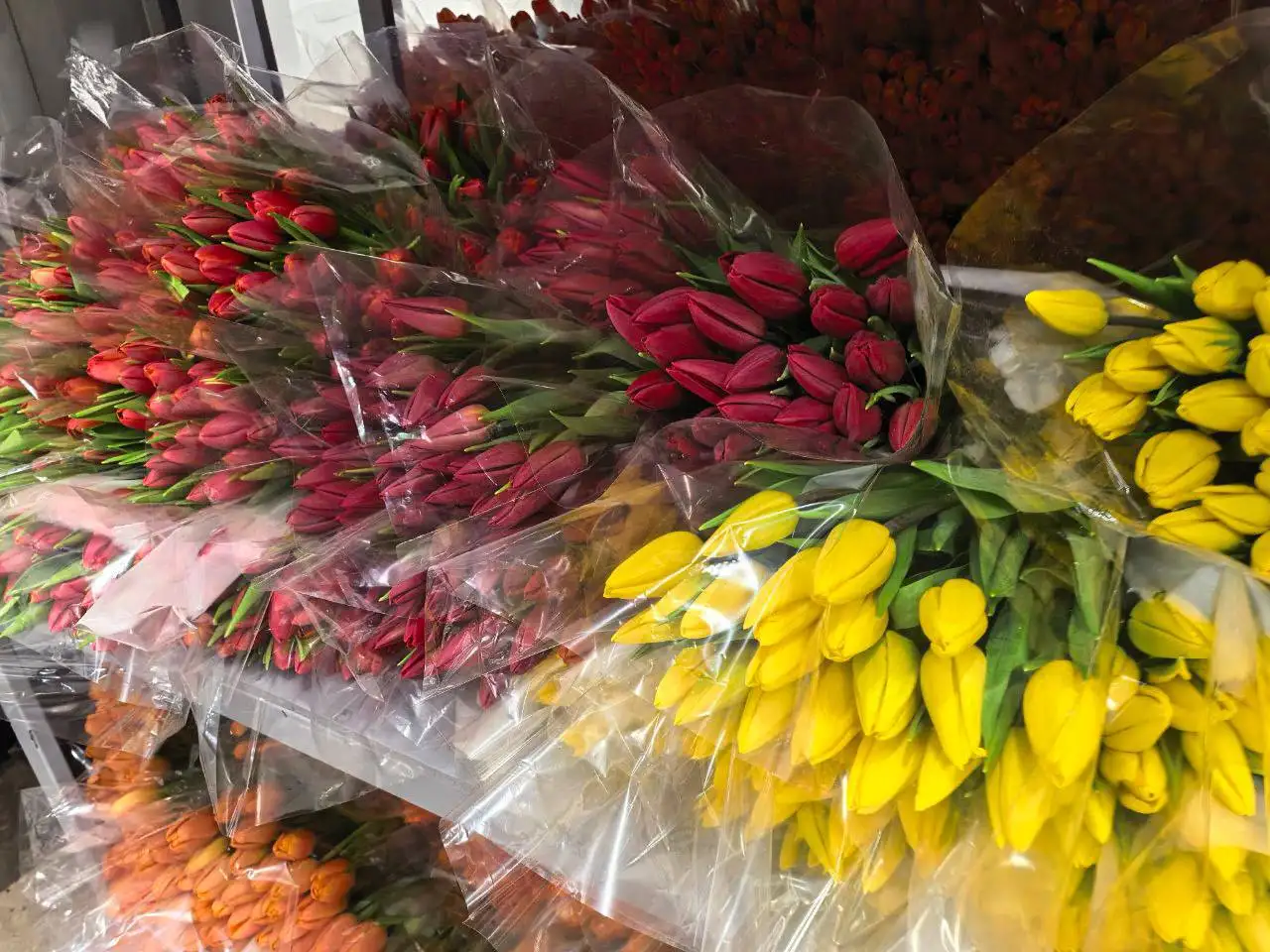 Красивые и крупные тюльпаны с мимозой на 6,7,8 марта - Цветы (Хобби и отдых) в Братск
