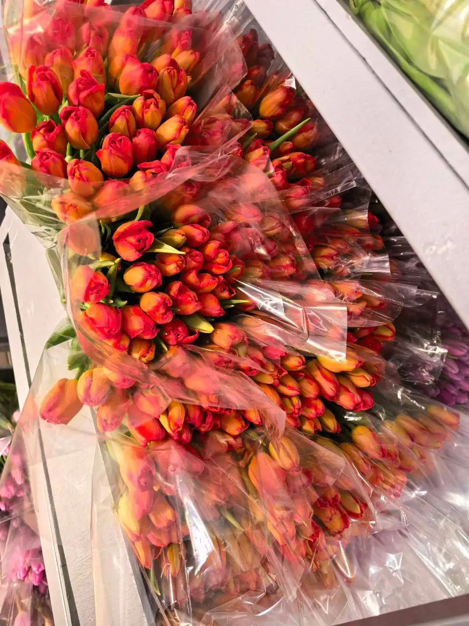 Красивые и крупные тюльпаны с мимозой на 6,7,8 марта - Цветы (Хобби и отдых) в Братск