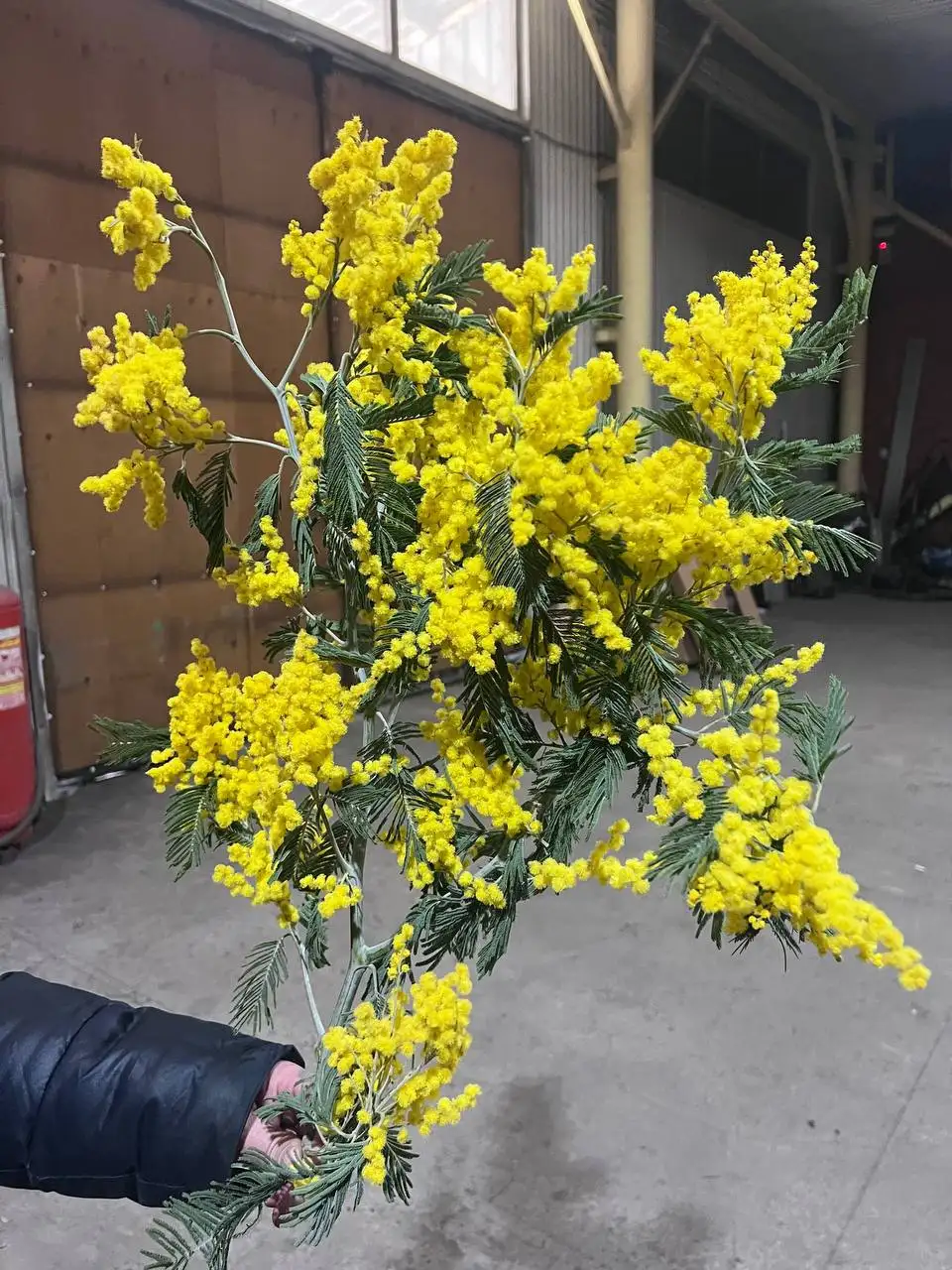 Красивые и крупные тюльпаны с мимозой на 6,7,8 марта - Цветы (Хобби и отдых) в Братск