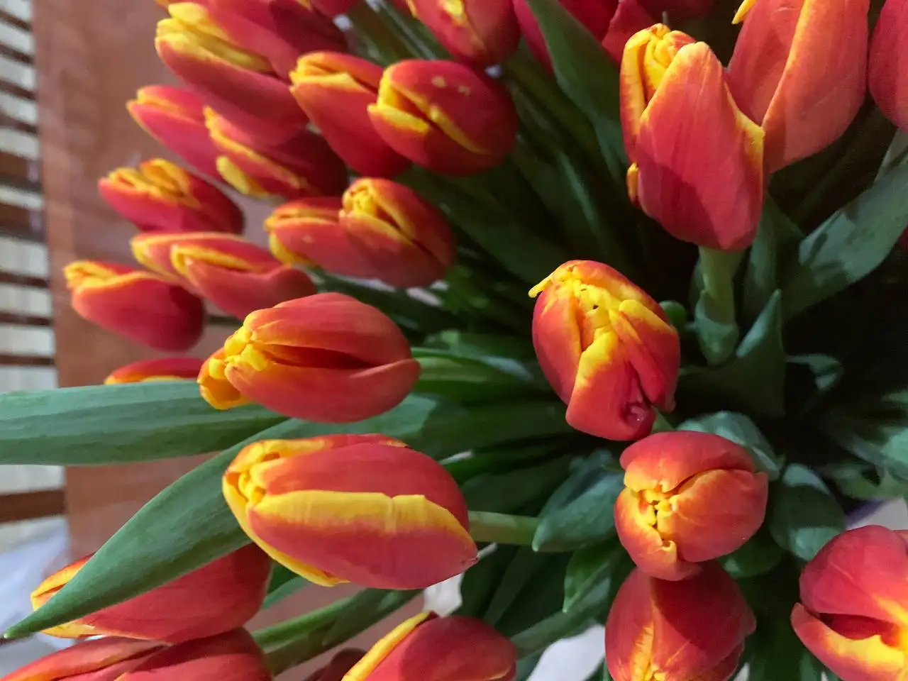 Красивые и крупные тюльпаны, мимоза на 6-8 марта - Цветы (Хобби и отдых) в Братск