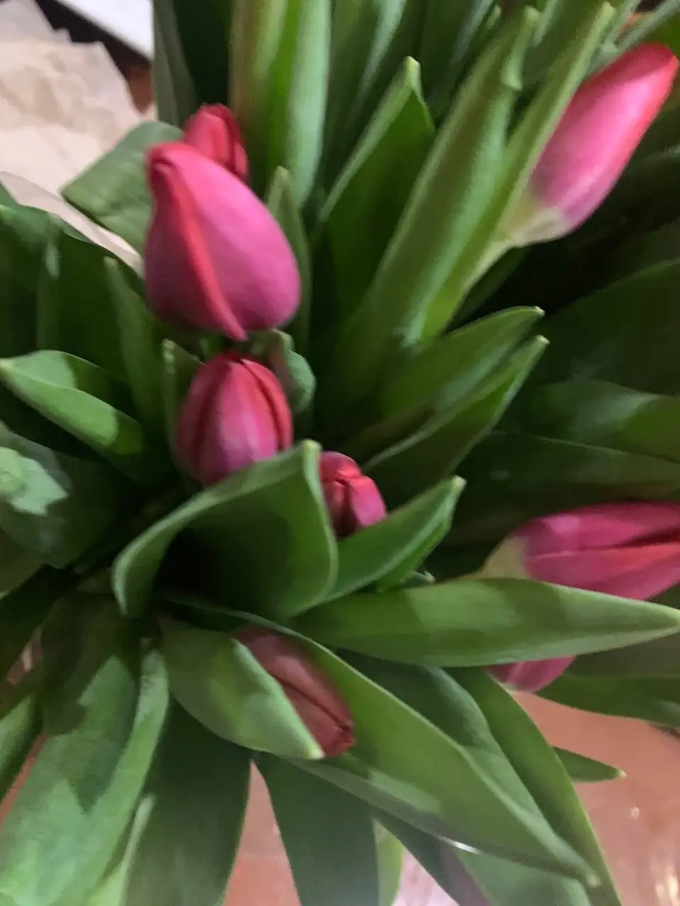 Красивые и крупные тюльпаны, мимоза на 6-8 марта - Цветы (Хобби и отдых) в Братск