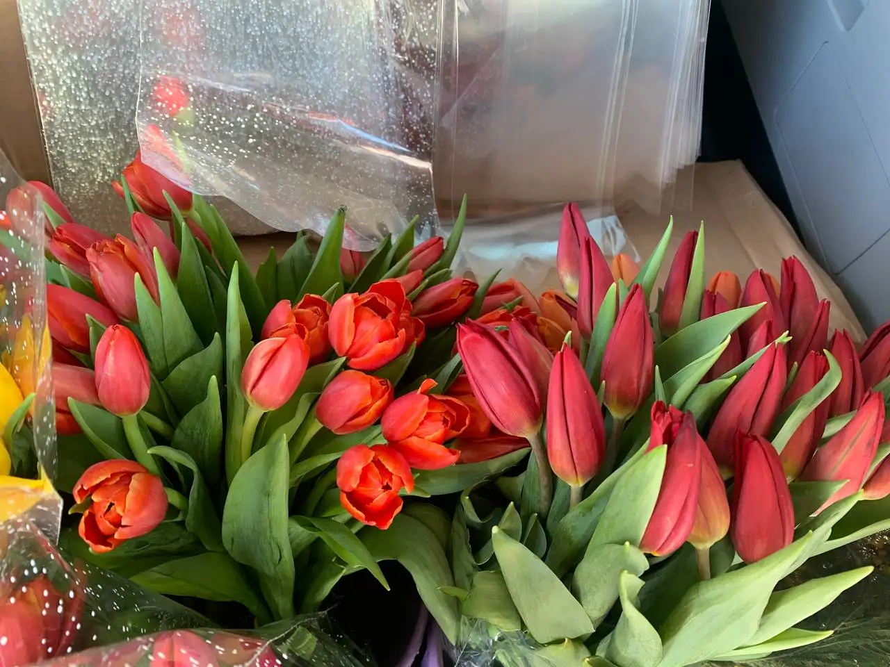 Красивые и крупные тюльпаны, мимоза на 6-8 марта - Цветы (Хобби и отдых) в Братск