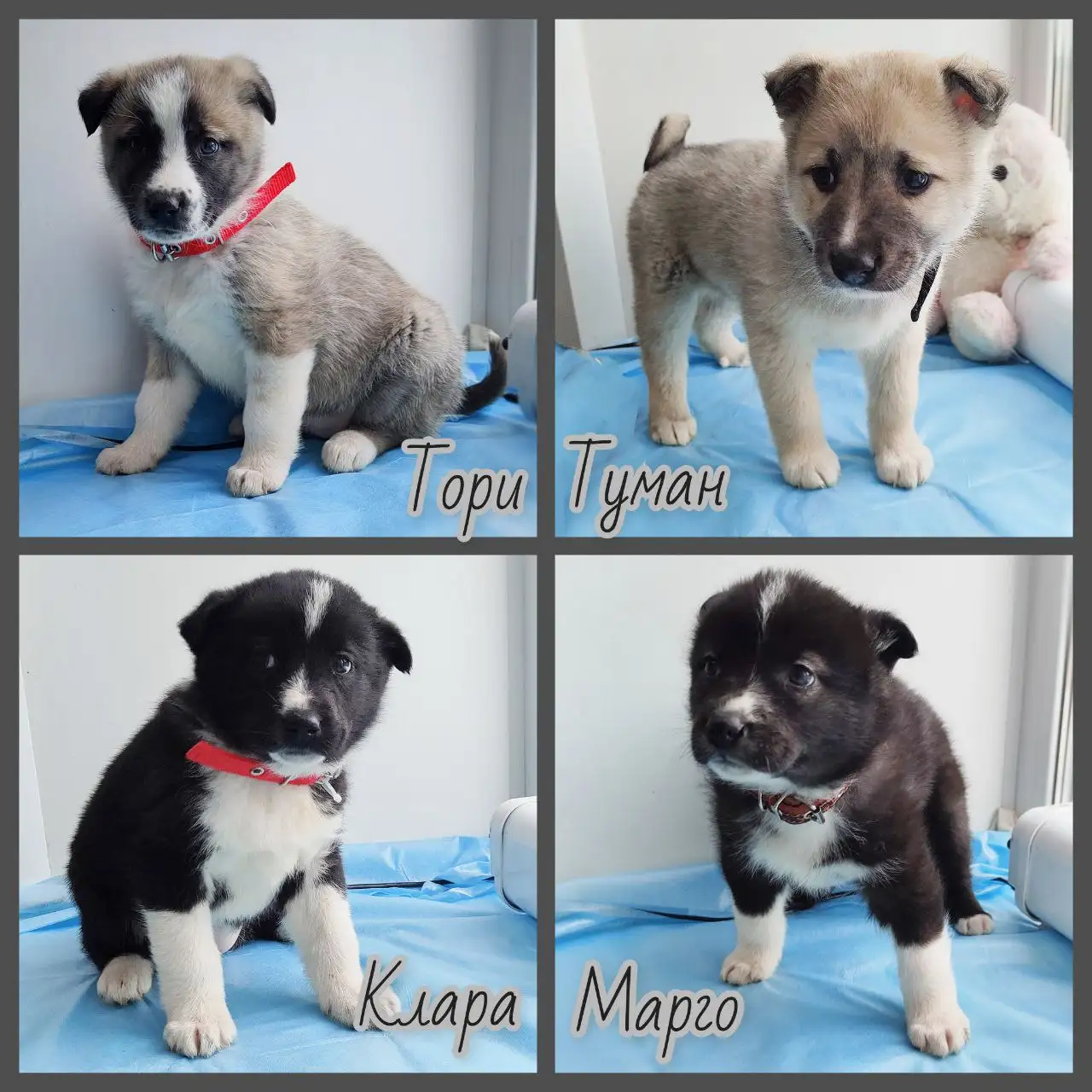 Щенки из приюта в поисках дома - Собаки (Животные) в Братск