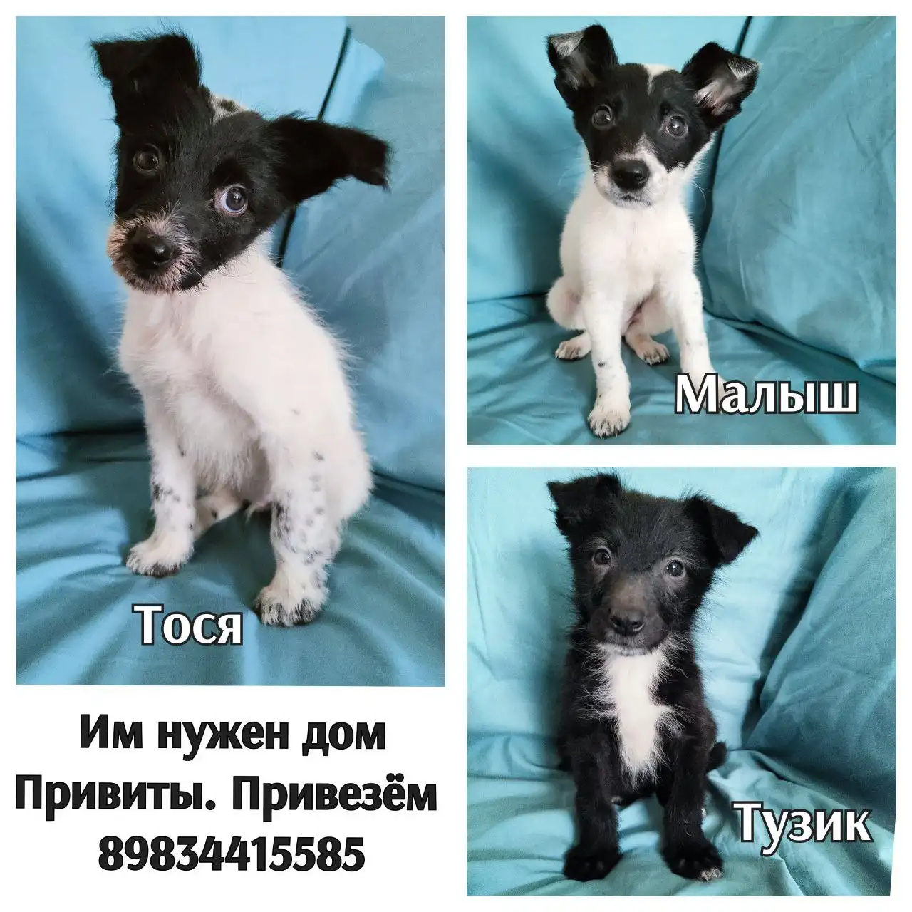 Щенки среднего размера в Братске - Собаки (Животные) в Братск