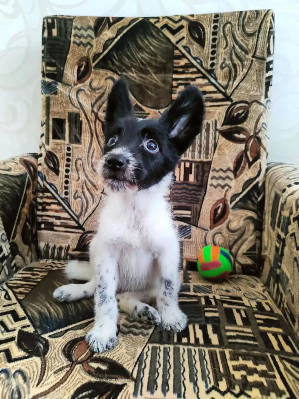 Щенки среднего размера в Братске - Собаки (Животные) в Братск