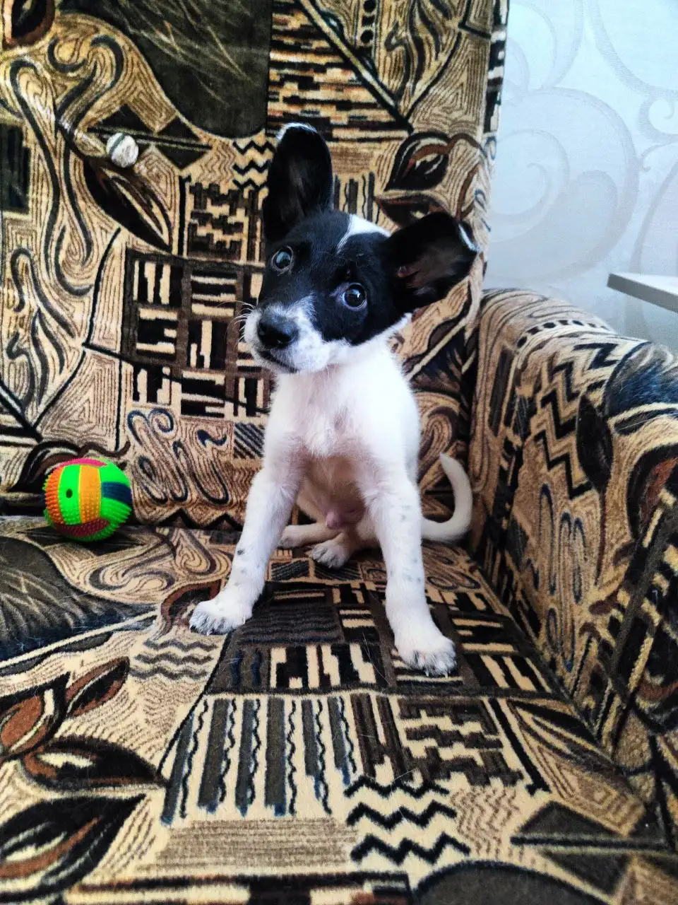 Щенки среднего размера в Братске - Собаки (Животные) в Братск