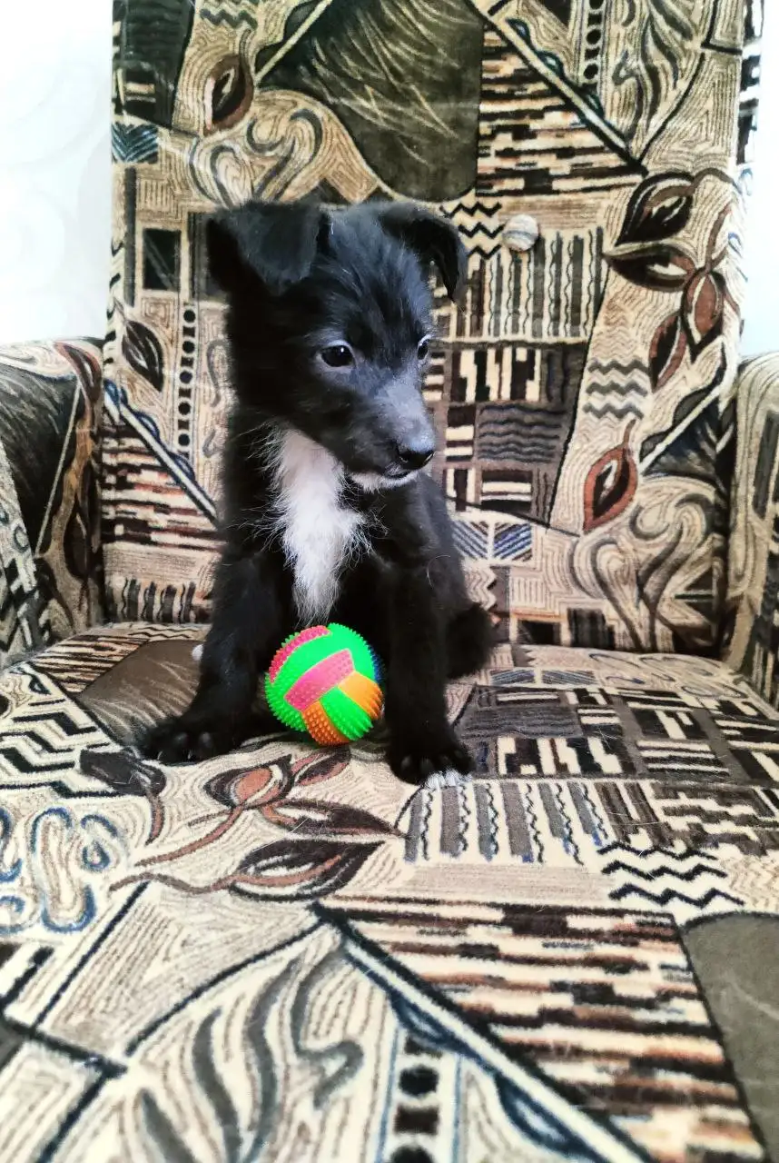 Щенки среднего размера в Братске - Собаки (Животные) в Братск