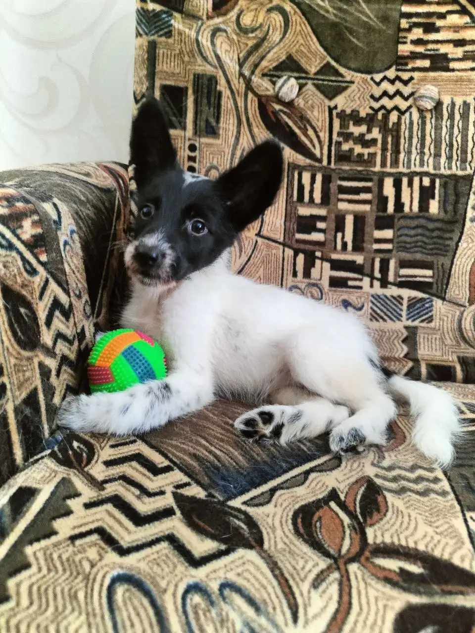 Щенки среднего размера в Братске - Собаки (Животные) в Братск