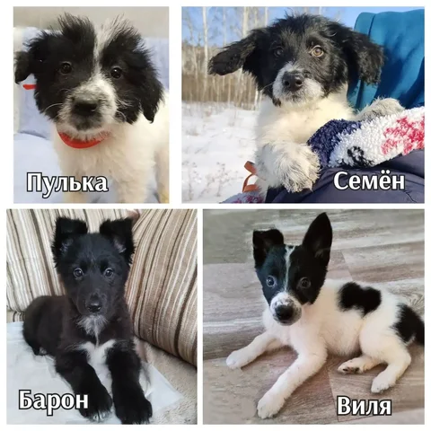 Щенки из приюта ищут дом - Птицеводство в Братск