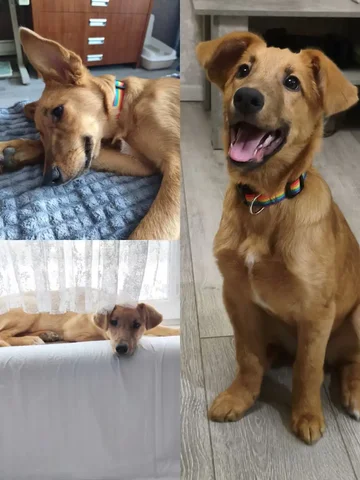 Кай - собака 7 месяцев ищет спокойную семью - Птицеводство в Братск