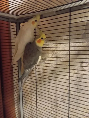 Продам попугая корелла, белая краснощекая самка, возраст 6 месяцев - Птицеводство в Братск