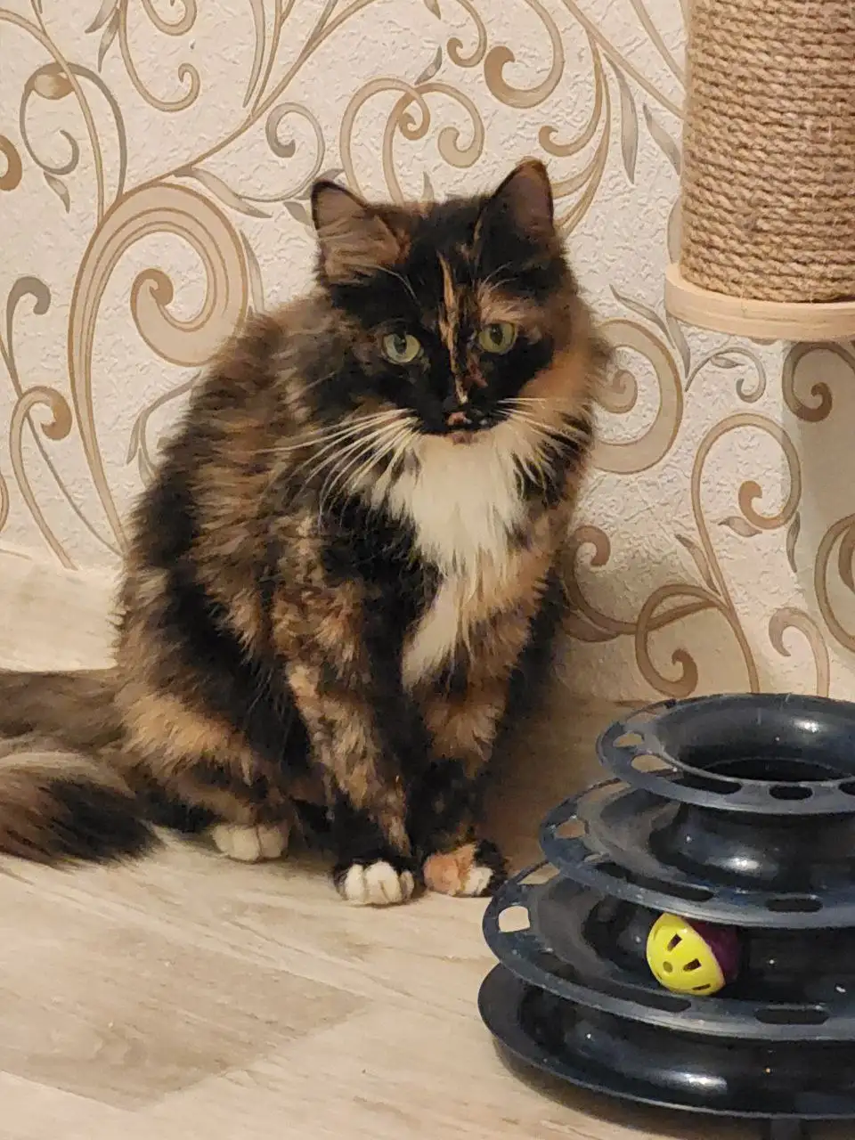 Кошечка ищет семью - Кошки (Животные) в Братск