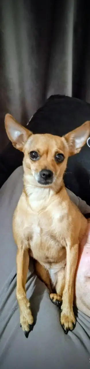 Пропала собака по кличке Чика - Потерянные/найденные (Животные) в Братск