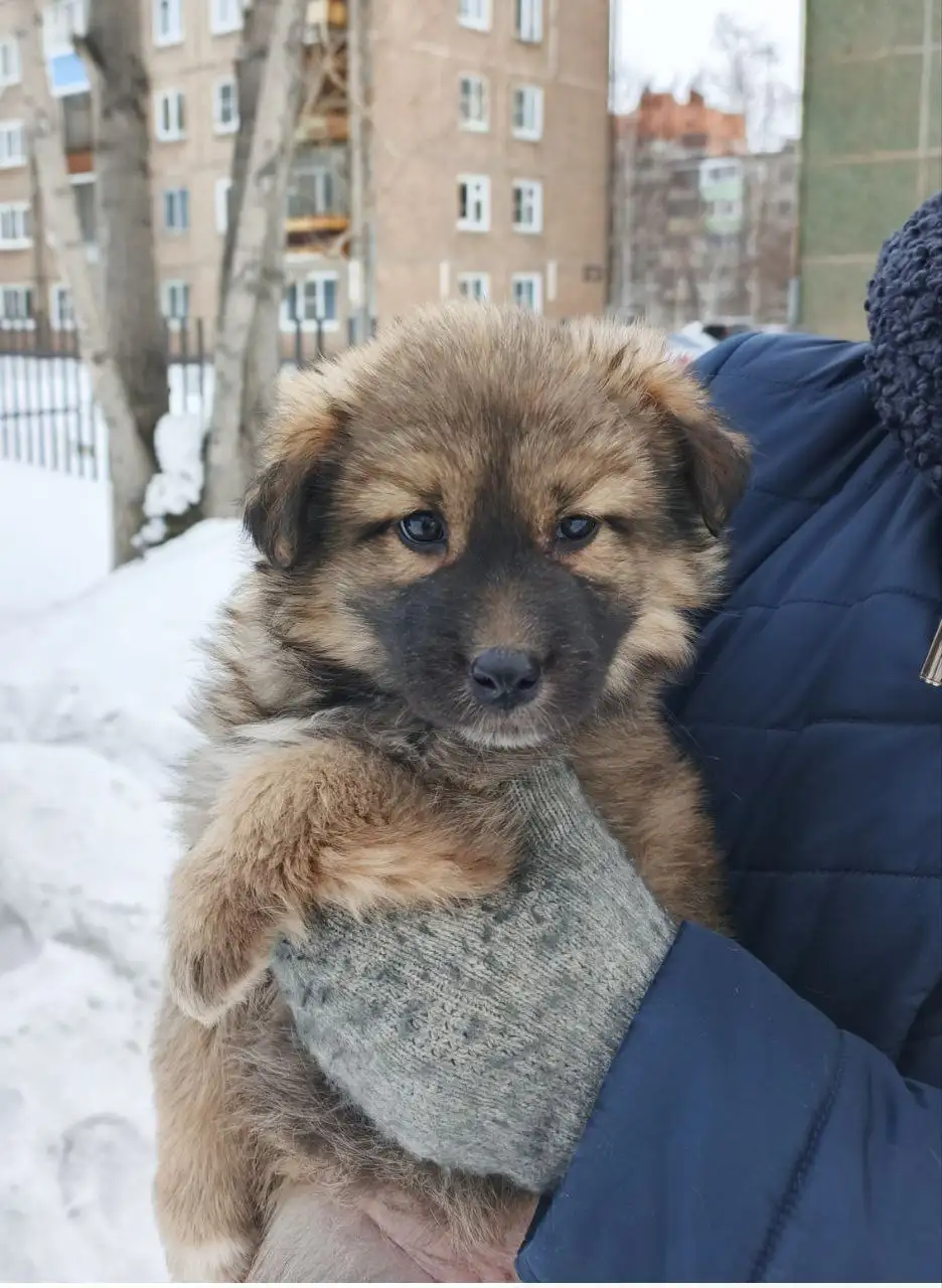 Продажа щенков в Братске - Собаки (Животные) в Братск