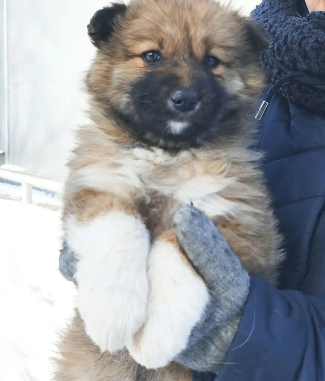 Продажа щенков в Братске - Собаки (Животные) в Братск